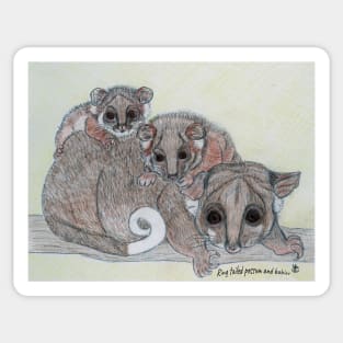 Ring-tailed possum and babies Sticker